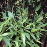 Phyllostachys Nigra