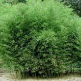 Phyllostachys Bissetii