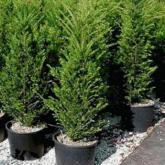 Taxus Baccata