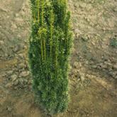 Taxus Baccata Fastigia Aurea