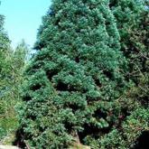 Sequoiadendron Giganteum