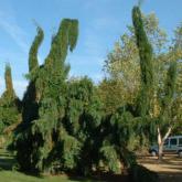Sequioadendron Giganteum Pendula