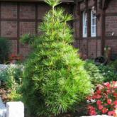 Sciadopitys Verticillata