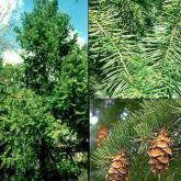 Pseudotsuga Douglasii Menziesii