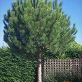 Pinus Pinea