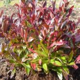 Leucothoe Scarletta Zeblid