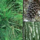 Pinus Halepensis