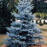 Picea Pungens Hoopsii