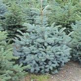 Picea Pungens Glauca