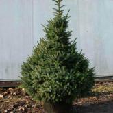 Picea Omorika