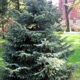 Picea Engelmannii
