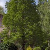 Metasequoia Glyptostroboides