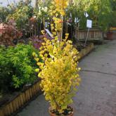 Ginko Biloba