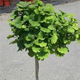 Ginko Biloba Mariken