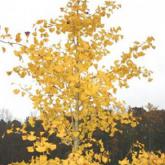 Ginko Biloba Princeton Sentry