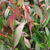 Leucothoe Red Lips