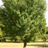 Ginko Biloba Autumn Gold