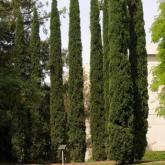 Cupressus Sempervirens Stricta