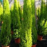 Cupressus Macrocarpa Wilma