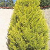 Cupressus Macrocarpa Goldcrest
