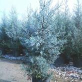 Cupressus Arizonica Fastigiata