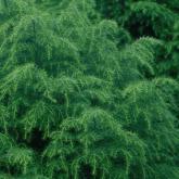 Cryptomeria Japonica Elegans Viridis
