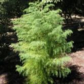 Cryptomeria Japonica Elegans