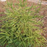 Cryptomeria Japonica Araucarioides