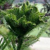 Cryptomeria Japonica Cristata