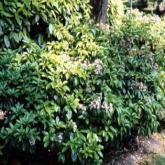 Kalmia Latifolia