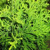 Chamaecyparis Lawsoniana Llona