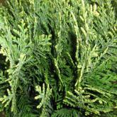 Chamaecyparis Lawsoniana White Spot