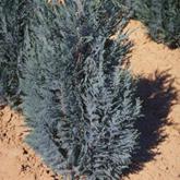 Chamaecyparis Lawsoniana Columnaris