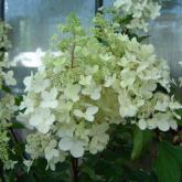 P.Pink Diamont