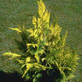 Chamaecyparis Lawsoniana Golden Wonder
