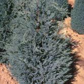 Chamaecyparis Lawsoniana Fletcheri