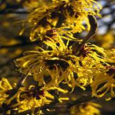 Hamamelis Intermedia Pallida