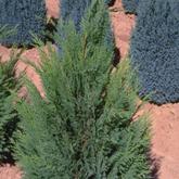 Chamaecyparis L. Erecta Viridis