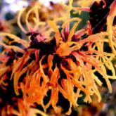 Hamamelis Intermedia Orange Beauty