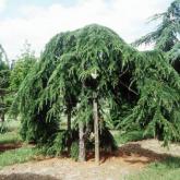 Cedrus Deodara Pendula