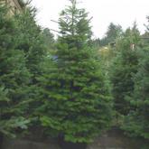 Abies Procera = Nobilis