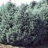 Abies Lasocarpa Glauca