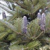 Abies Koreana