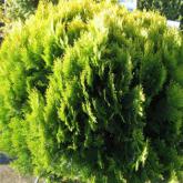 Thuja Orient. Aurea Nana Thuja Orient. Aurea Nana
