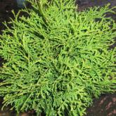 Thuja Occidentalis Tiny Tim Thuja Occidentalis Tiny Tim