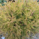 Thuja Occidentalis Rheingold Thuja Occidentalis Rheingold