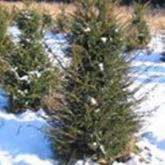 Taxus Baccata Pyramide 4 faces Taxus Baccata Pyramide 4 faces