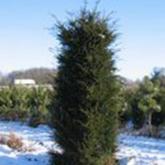 Taxus Baccata Cube Taxus Baccata Cube