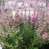 Calluna Vulgaris Marlies