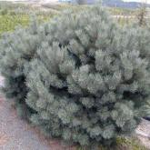 Pinus Sylvestris Watereri Pinus Sylvestris Watereri